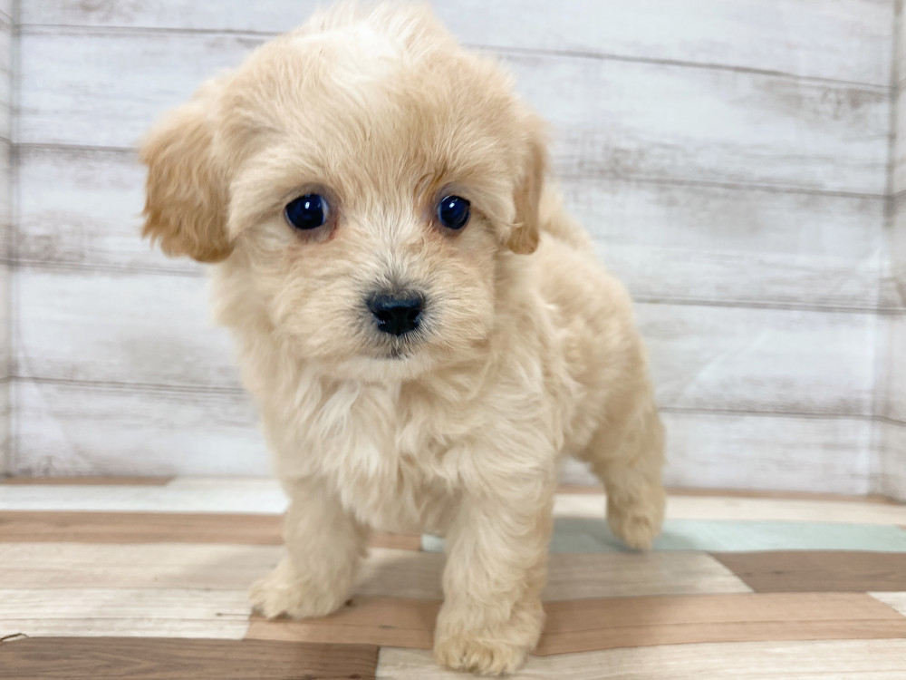 新潟県のマルプー(マルチーズ×プードル) (竹内ペット 新津本店/2025年8月11日生まれ/女の子/クリーム)の子犬の2枚目の画像