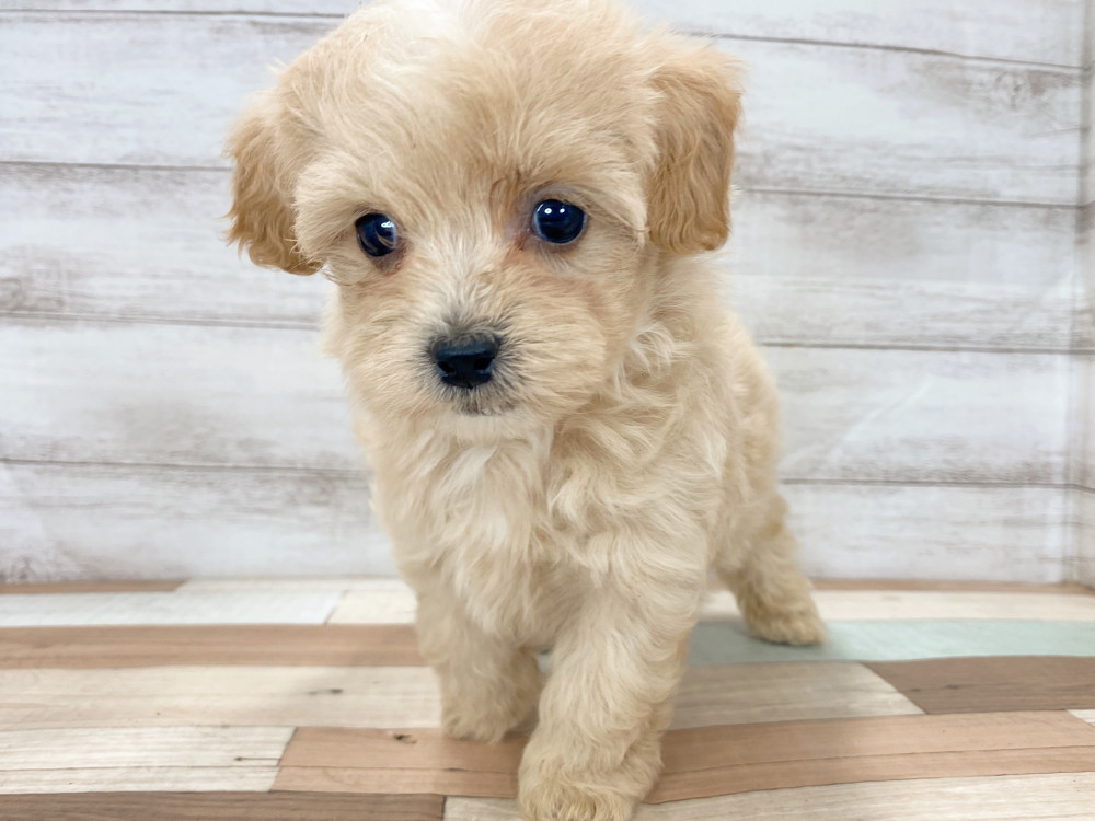 新潟県のマルプー(マルチーズ×プードル) (竹内ペット 新津本店/2025年8月11日生まれ/女の子/クリーム)の子犬の3枚目の画像