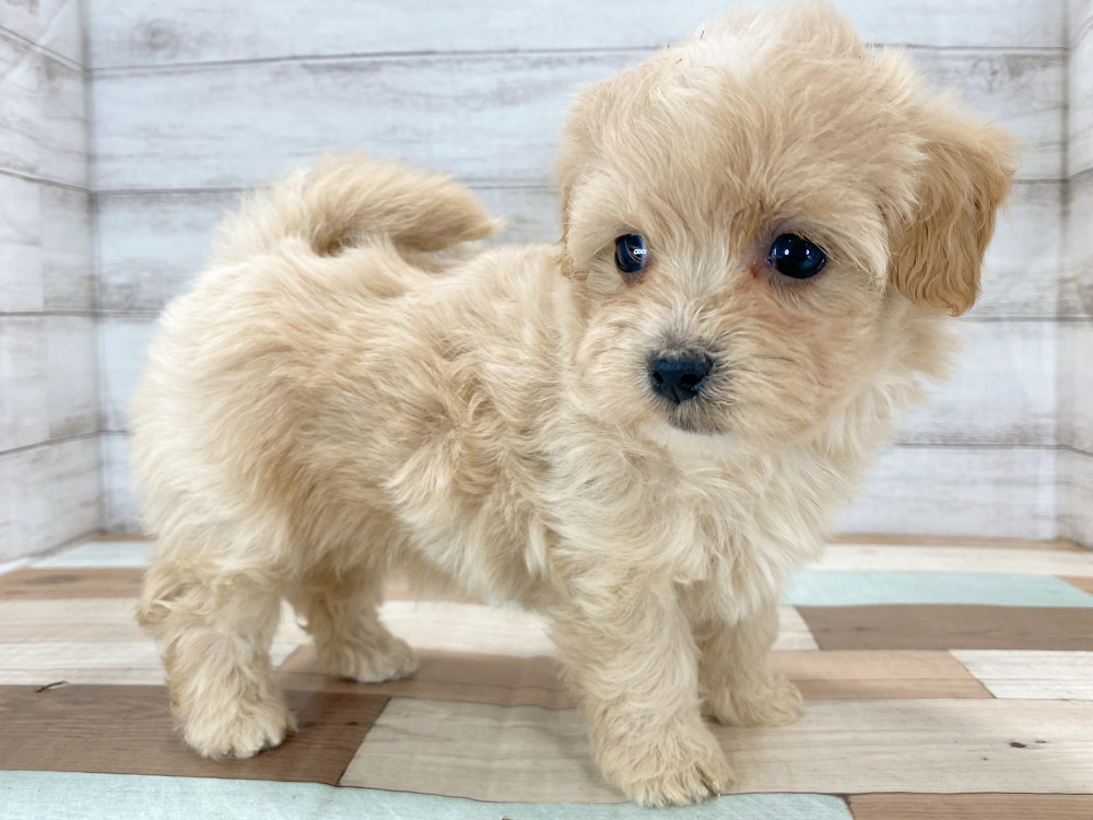 新潟県のマルプー(マルチーズ×プードル) (竹内ペット 新津本店/2025年8月11日生まれ/女の子/クリーム)の子犬の4枚目の画像