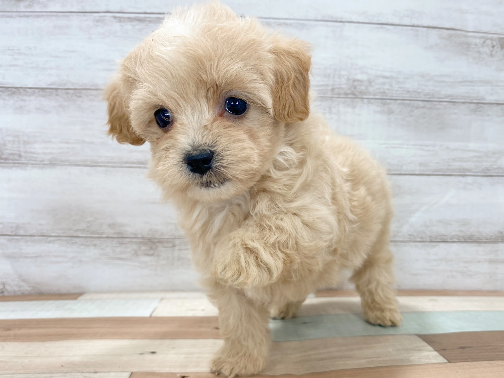 2025年8月11日生まれのマルプー(マルチーズ×プードル)の5枚目の写真