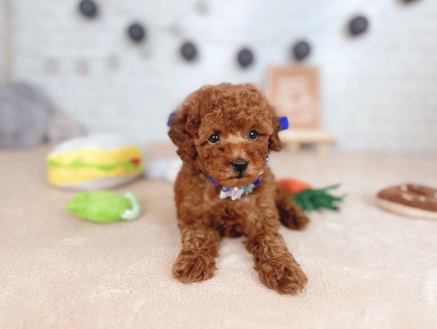 北海道のトイプードル(トイ) (ペットショップだんぼ/2025年5月30日生まれ/男の子/レッド)の子犬の2枚目の画像