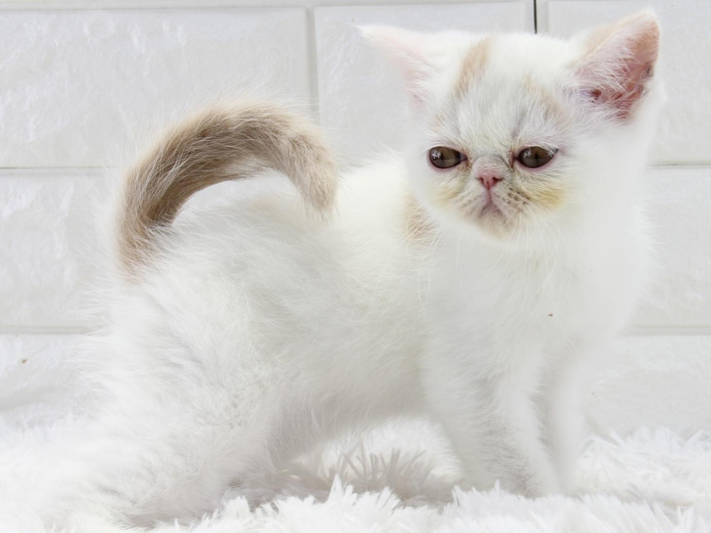 愛知県のエキゾチックショートヘアー (猫福家 名古屋南店/2026年1月28日生まれ/男の子/クリームタビーホワイト)の子猫の2枚目の画像