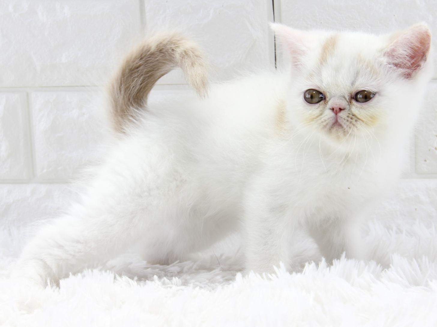 愛知県のエキゾチックショートヘアー (猫福家 名古屋南店/2026年1月28日生まれ/男の子/クリームタビーホワイト)の子猫の4枚目の画像