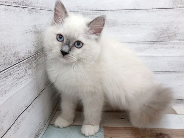 新潟県のラグドール (竹内ペット 白根店/2025年10月11日生まれ/女の子/ブルーポイント)の子猫の1枚目の画像