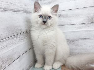 新潟県のラグドール (竹内ペット 白根店/2025年10月11日生まれ/女の子/ブルーポイント)の子猫の2枚目の画像