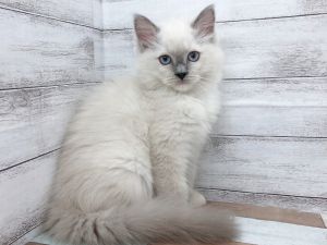 新潟県のラグドール (竹内ペット 白根店/2025年10月11日生まれ/女の子/ブルーポイント)の子猫の4枚目の画像