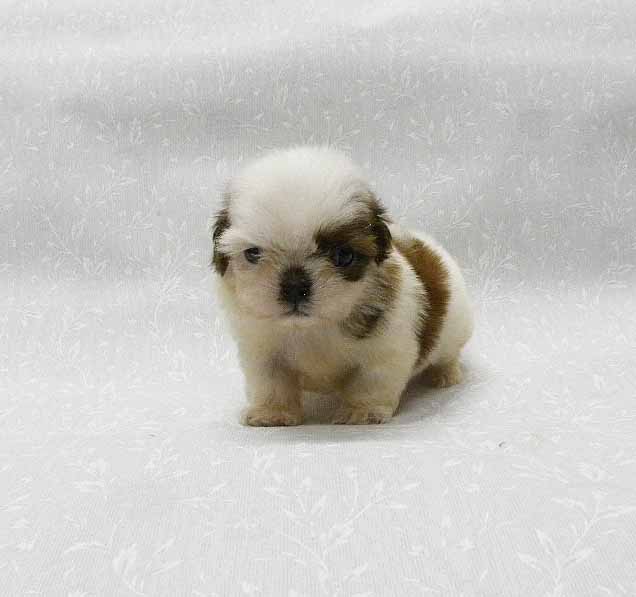 群馬県のシーズー (ペットハウステレサ/2025年12月14日生まれ/男の子/ホワイトゴールド)の子犬の1枚目の画像