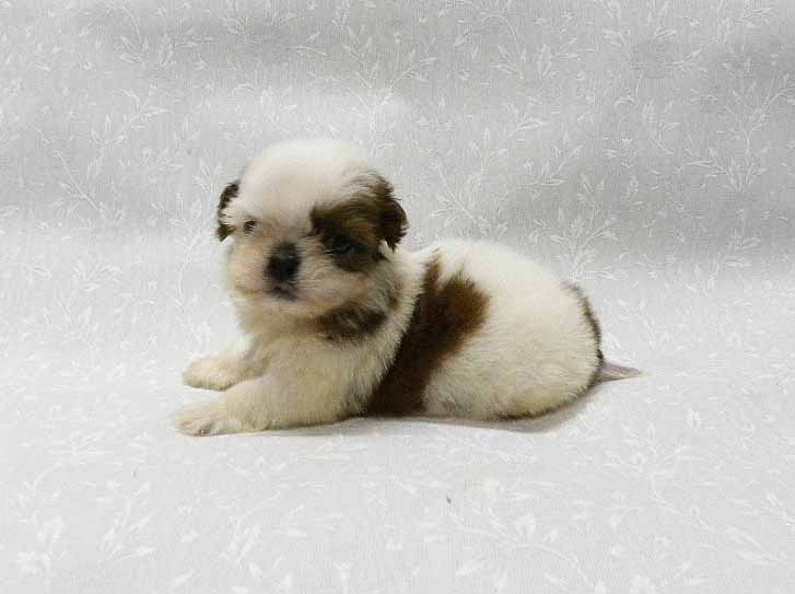 群馬県のシーズー (ペットハウステレサ/2025年12月14日生まれ/男の子/ホワイトゴールド)の子犬の2枚目の画像