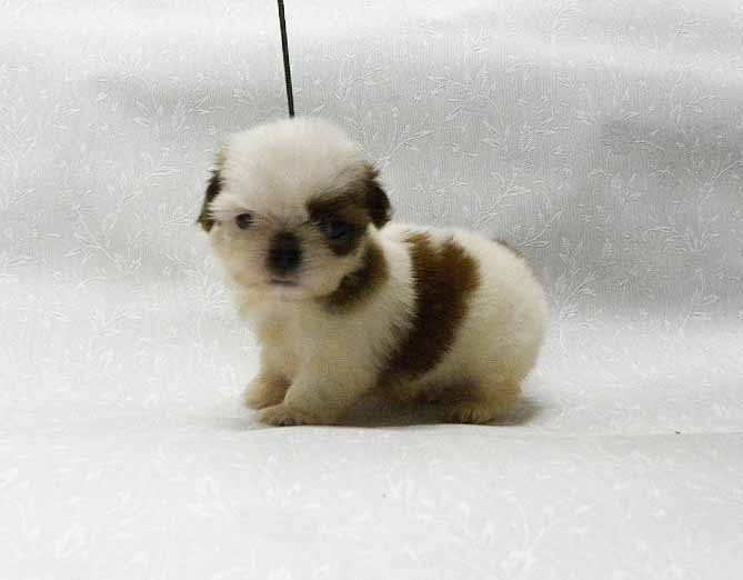 群馬県のシーズー (ペットハウステレサ/2025年12月14日生まれ/男の子/ホワイトゴールド)の子犬の4枚目の画像