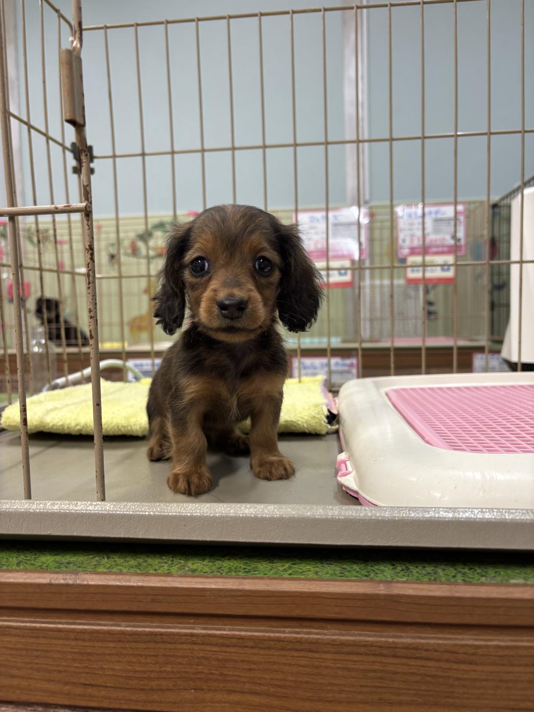 愛知県のカニンヘンダックスフンド(ロング) (子いぬの足あと/2025年10月11日生まれ/女の子/レッド)の子犬