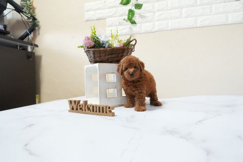 滋賀県のトイプードル(トイ) (いっぷく湖南店/2025年12月2日生まれ/男の子/レッドフォーン)の子犬の1枚目の画像