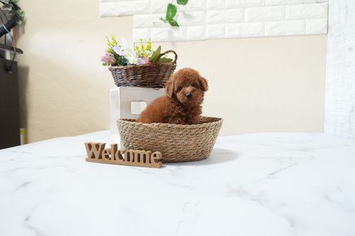 滋賀県のトイプードル(トイ) (いっぷく湖南店/2025年12月2日生まれ/男の子/レッドフォーン)の子犬の3枚目の画像