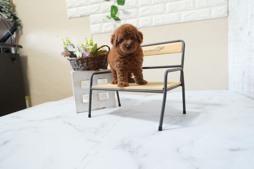 滋賀県のトイプードル(トイ) (いっぷく湖南店/2025年12月2日生まれ/男の子/レッドフォーン)の子犬の4枚目の画像