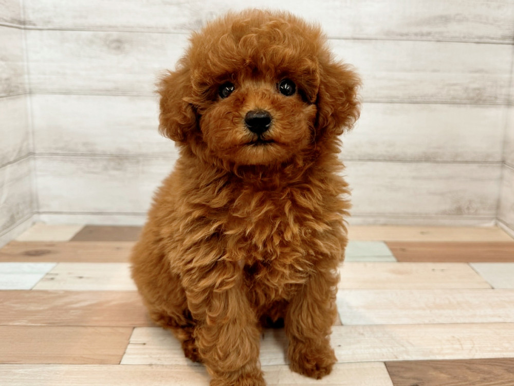 新潟県のトイプードル(トイ) (竹内ペット 新潟西店/2025年8月11日生まれ/女の子/レッド)の子犬の1枚目の画像