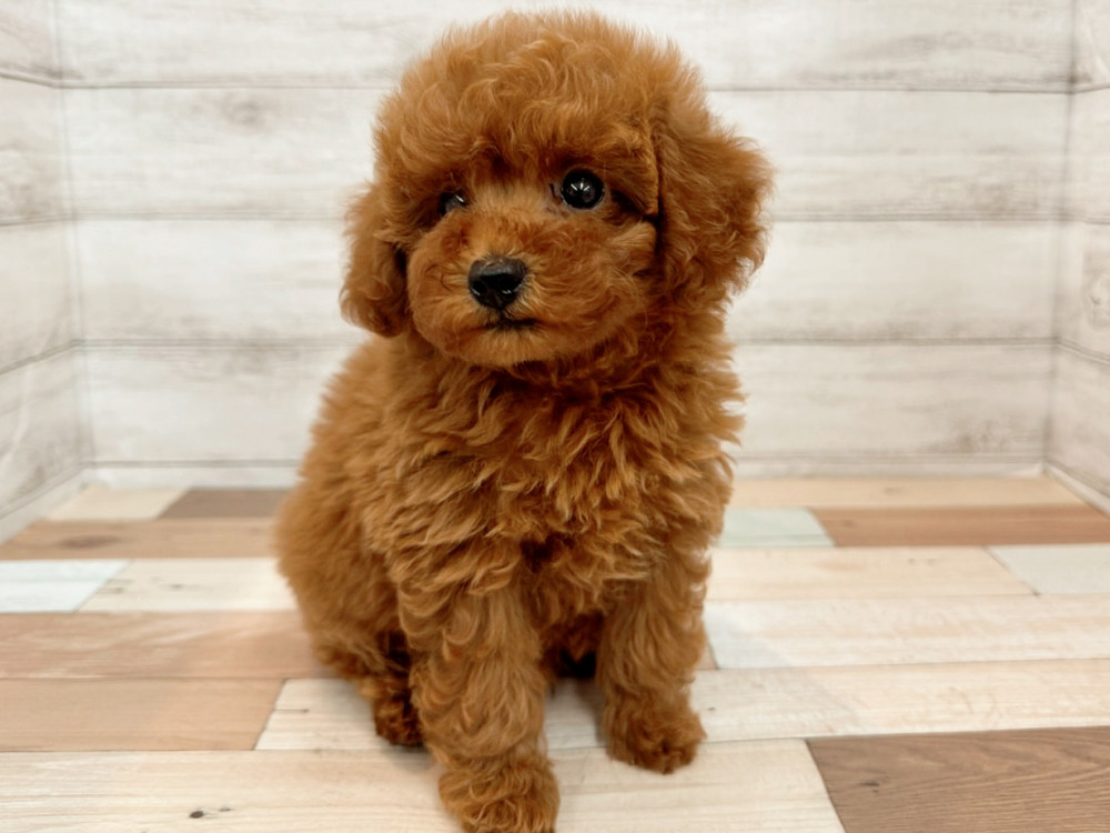 新潟県のトイプードル(トイ) (竹内ペット 新潟西店/2025年8月11日生まれ/女の子/レッド)の子犬の2枚目の画像