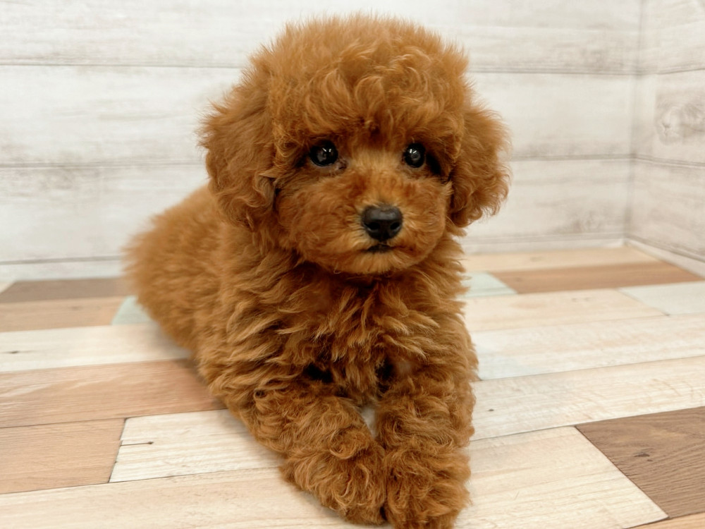 新潟県のトイプードル(トイ) (竹内ペット 新潟西店/2025年8月11日生まれ/女の子/レッド)の子犬の3枚目の画像