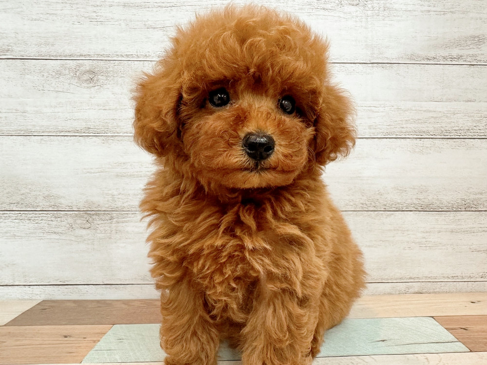 新潟県のトイプードル(トイ) (竹内ペット 新潟西店/2025年8月11日生まれ/女の子/レッド)の子犬の4枚目の画像