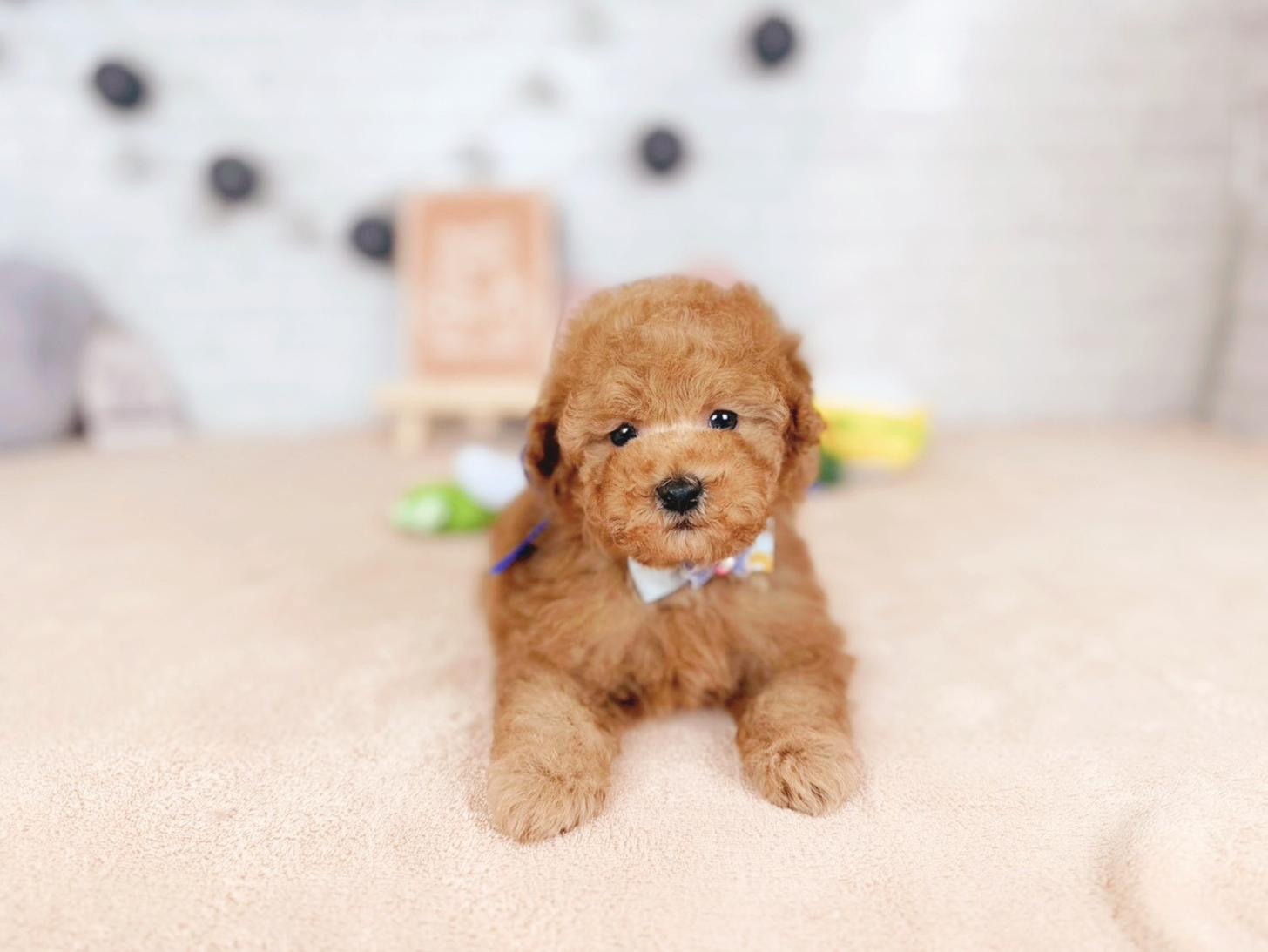 北海道のトイプードル(トイ) (ペットショップだんぼ/2025年11月15日生まれ/男の子/オレンジフォーン)の子犬の1枚目の画像