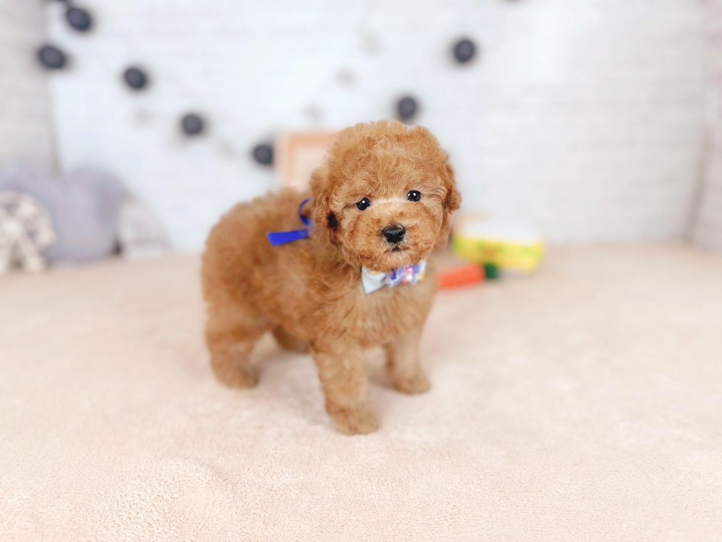 北海道のトイプードル(トイ) (ペットショップだんぼ/2025年11月15日生まれ/男の子/オレンジフォーン)の子犬の2枚目の画像