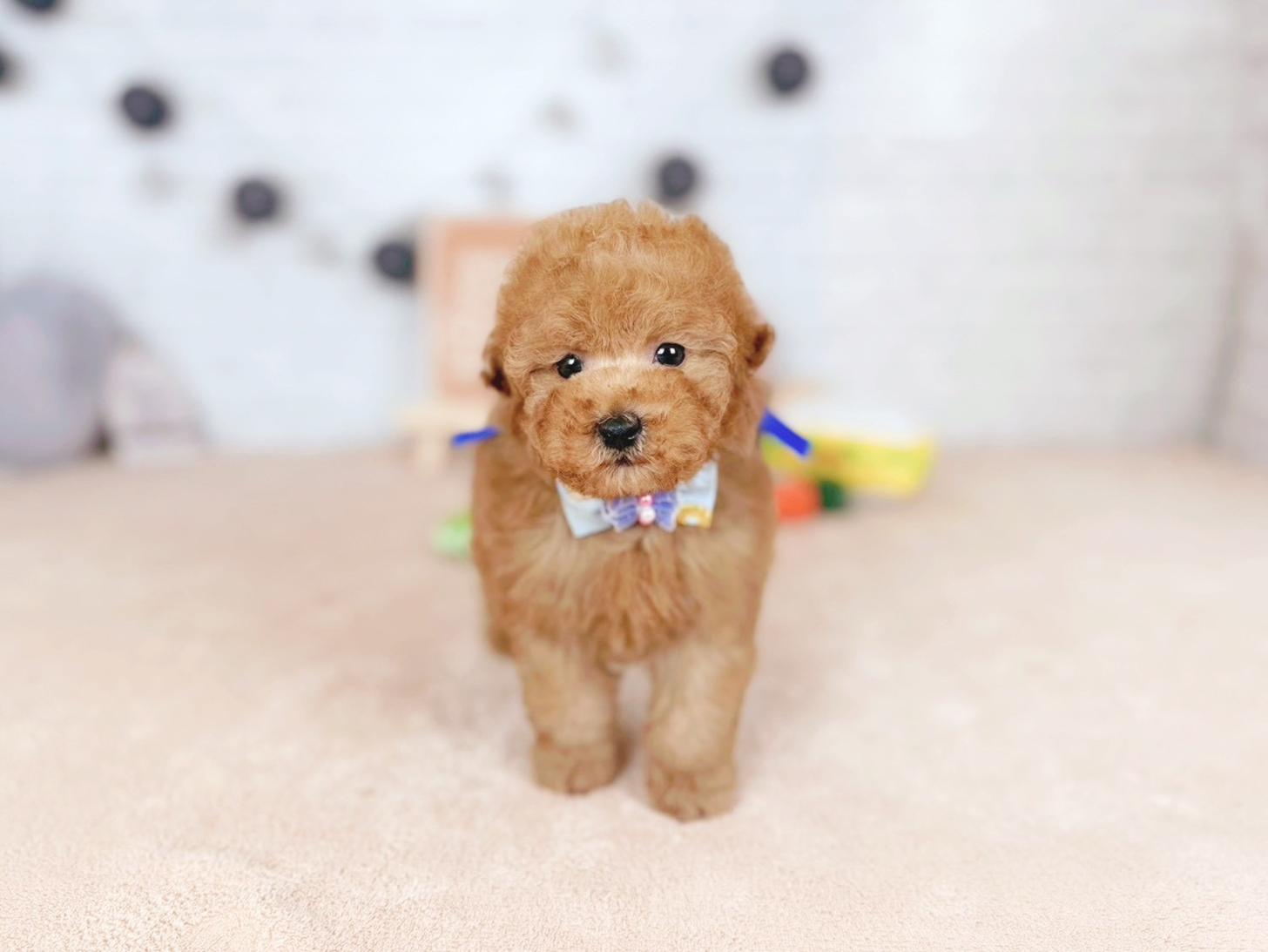 北海道のトイプードル(トイ) (ペットショップだんぼ/2025年11月15日生まれ/男の子/オレンジフォーン)の子犬の3枚目の画像