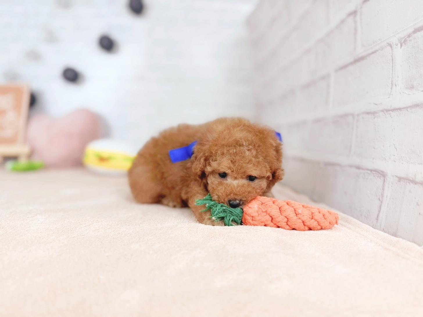 北海道のトイプードル(トイ) (ペットショップだんぼ/2025年11月15日生まれ/男の子/オレンジフォーン)の子犬の4枚目の画像