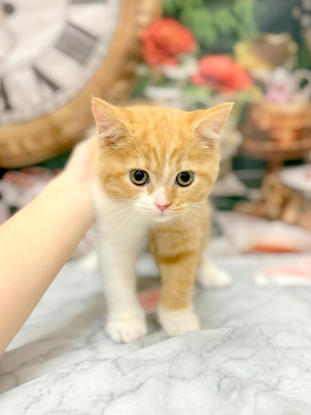 北海道のマンチカン (ラブワンコ平岸店/2026年7月11日生まれ/男の子/レッドタビーホワイト)の子猫