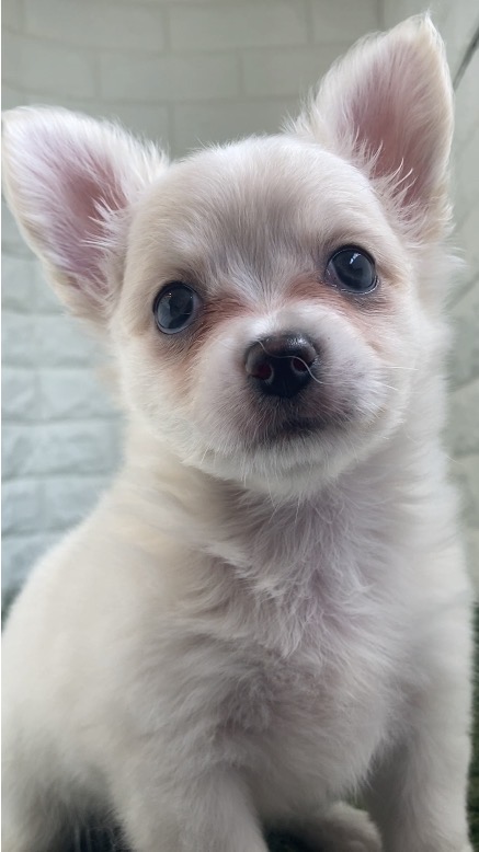 東京都のチワワ(ロング) (ペットショップcoco東京港区店/2026年2月10日生まれ/女の子/クリームホワイト)の子犬