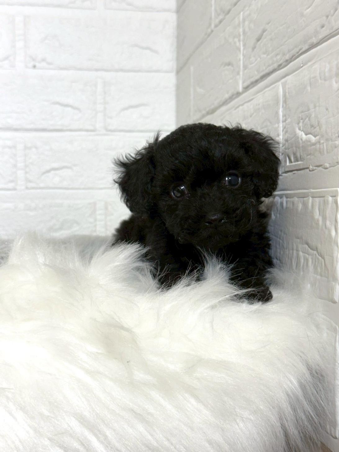 東京都のトイプードル(タイニー) (ペットショップcoco東京港区店/2025年11月25日生まれ/女の子/ブラック)の子犬