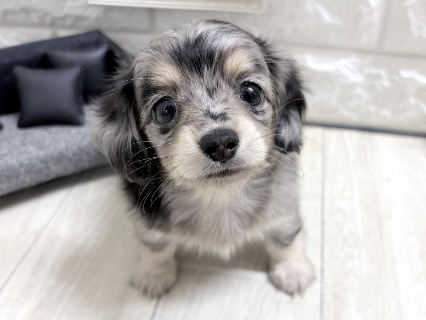 大阪府のチワックス(チワワ×ダックス) (DOGMAN平野瓜破店/2026年7月20日生まれ/男の子/シルバーダップル)の子犬の1枚目の画像
