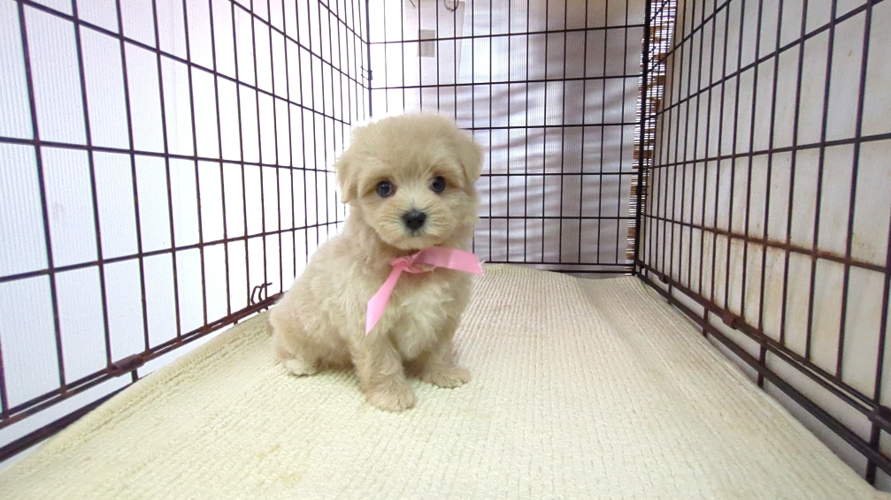 茨城県のハーフ犬・ミックス犬 (ペットショップスズキ/2026年7月27日生まれ/女の子/クリーム)の子犬の1枚目の画像