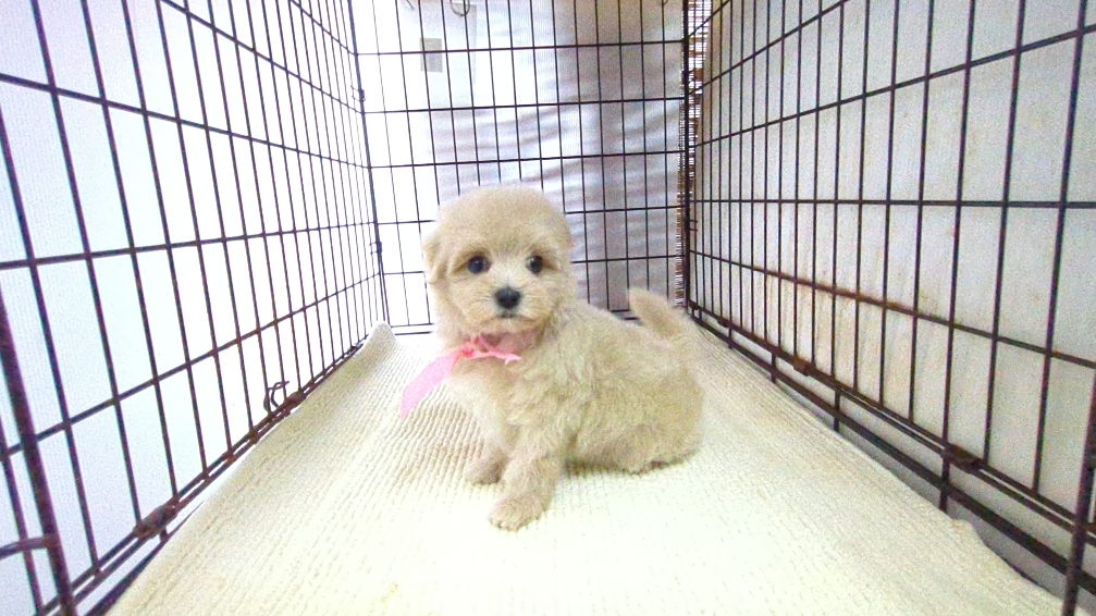 茨城県のハーフ犬・ミックス犬 (ペットショップスズキ/2026年7月27日生まれ/女の子/クリーム)の子犬の2枚目の画像