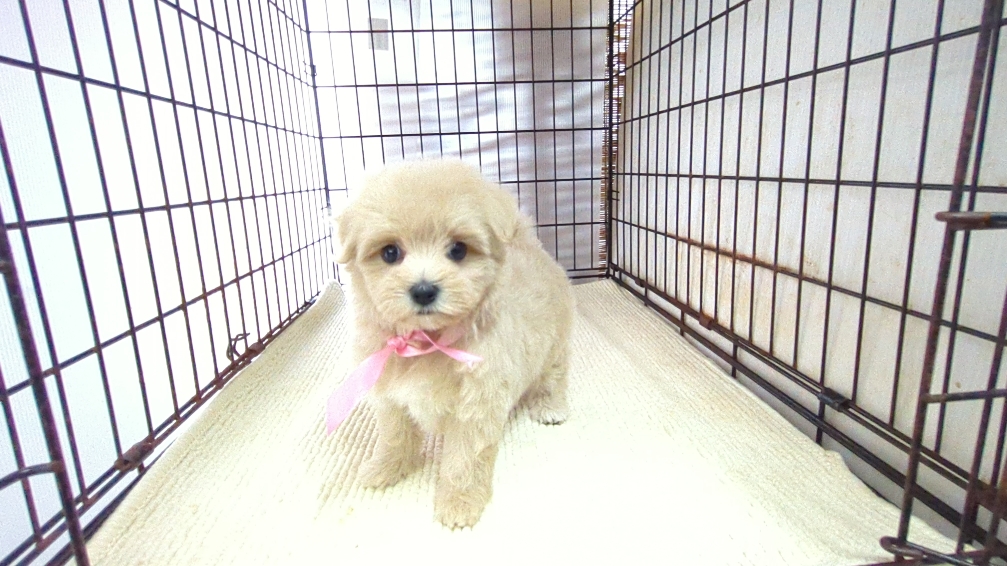 茨城県のハーフ犬・ミックス犬 (ペットショップスズキ/2026年7月27日生まれ/女の子/クリーム)の子犬の3枚目の画像