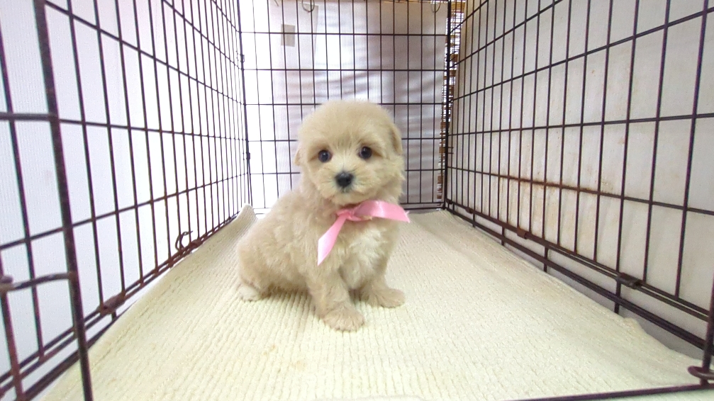 茨城県のハーフ犬・ミックス犬 (ペットショップスズキ/2026年7月27日生まれ/女の子/クリーム)の子犬の4枚目の画像