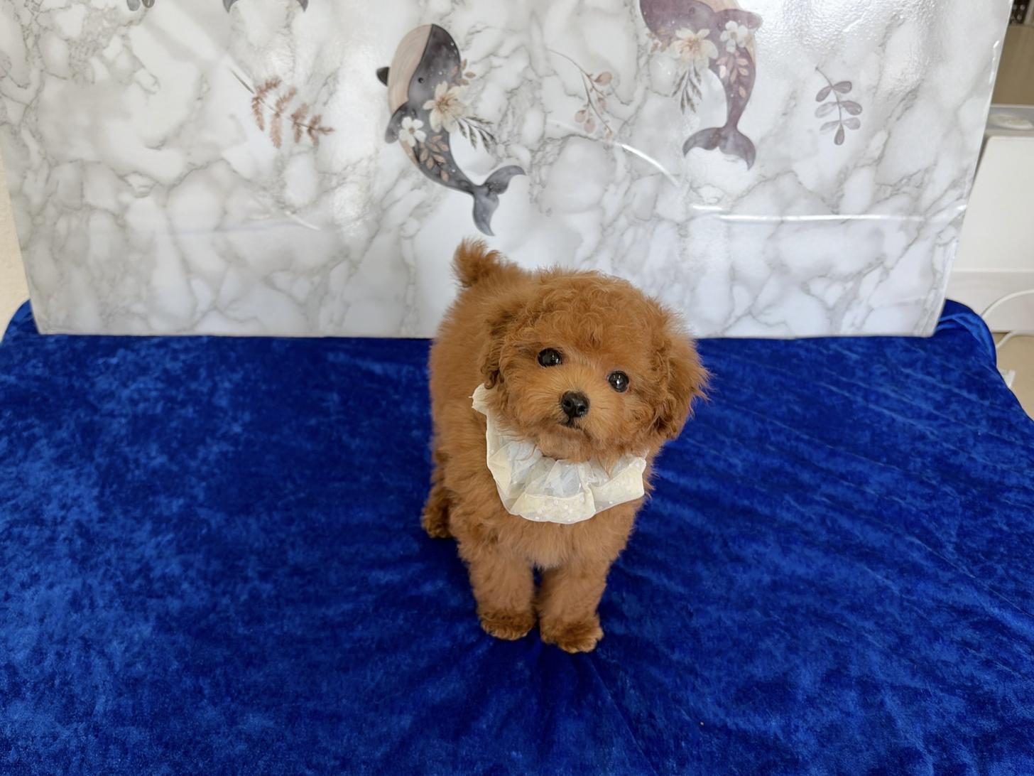 福岡県のトイプードル(ティーカップ) (ぱぴぷぺっと福岡店/2026年1月27日生まれ/男の子/レッド)の子犬の1枚目の画像