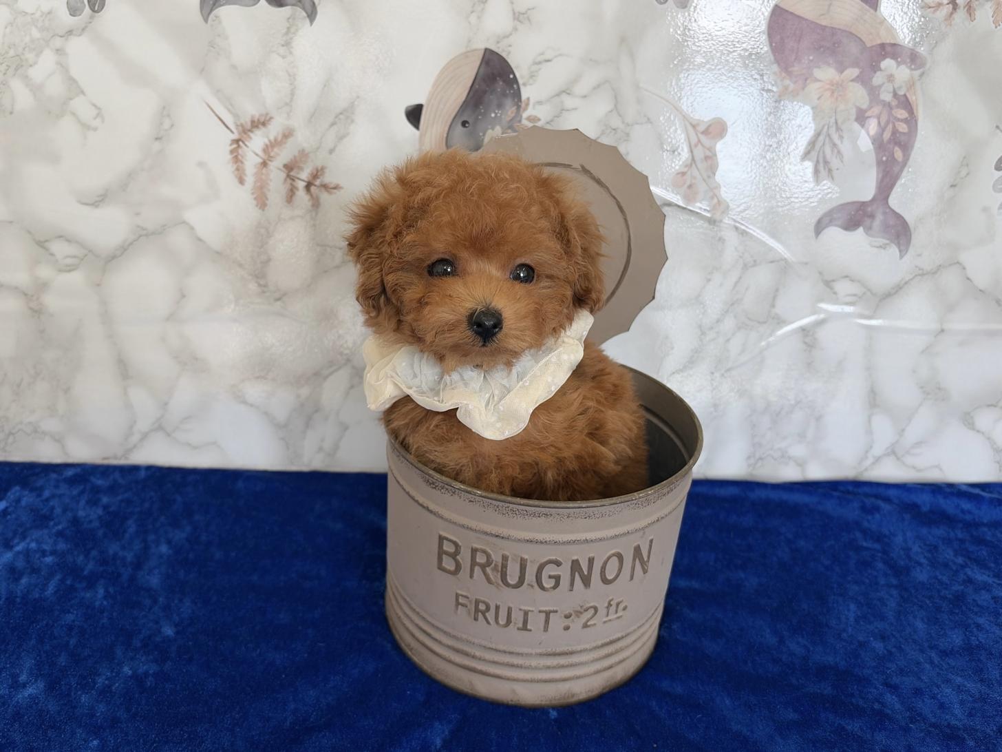 福岡県のトイプードル(ティーカップ) (ぱぴぷぺっと福岡店/2026年1月27日生まれ/男の子/レッド)の子犬の2枚目の画像