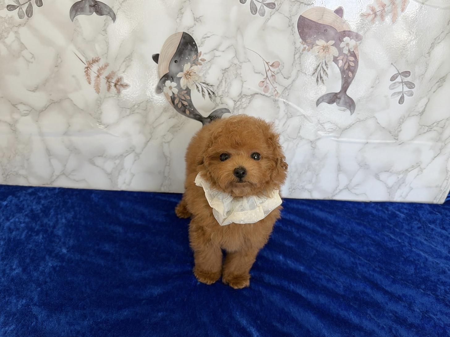 福岡県のトイプードル(ティーカップ) (ぱぴぷぺっと福岡店/2026年1月27日生まれ/男の子/レッド)の子犬の3枚目の画像