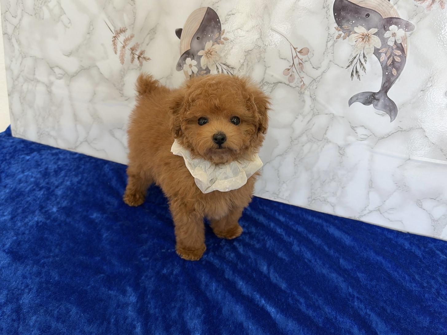 福岡県のトイプードル(ティーカップ) (ぱぴぷぺっと福岡店/2026年1月27日生まれ/男の子/レッド)の子犬の4枚目の画像