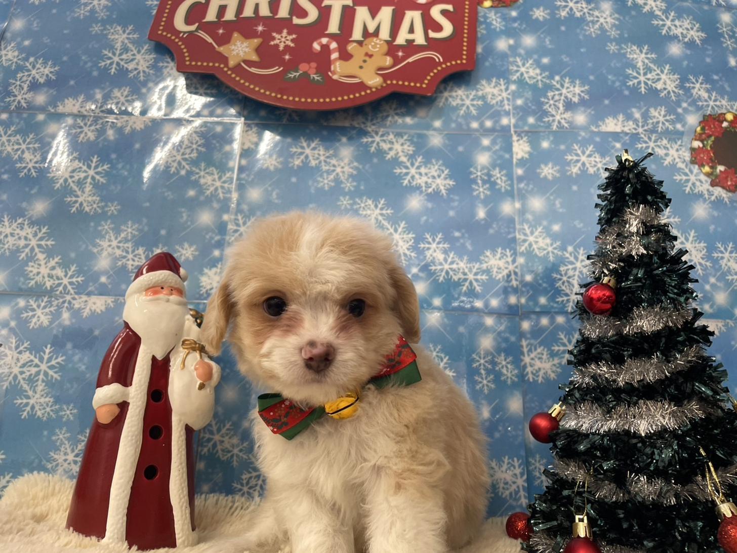 佐賀県のチワプー/プーチー(チワワ×プードル) (スタードッグス新鳥栖店/2025年10月25日生まれ/男の子/クリームホワイト)の子犬