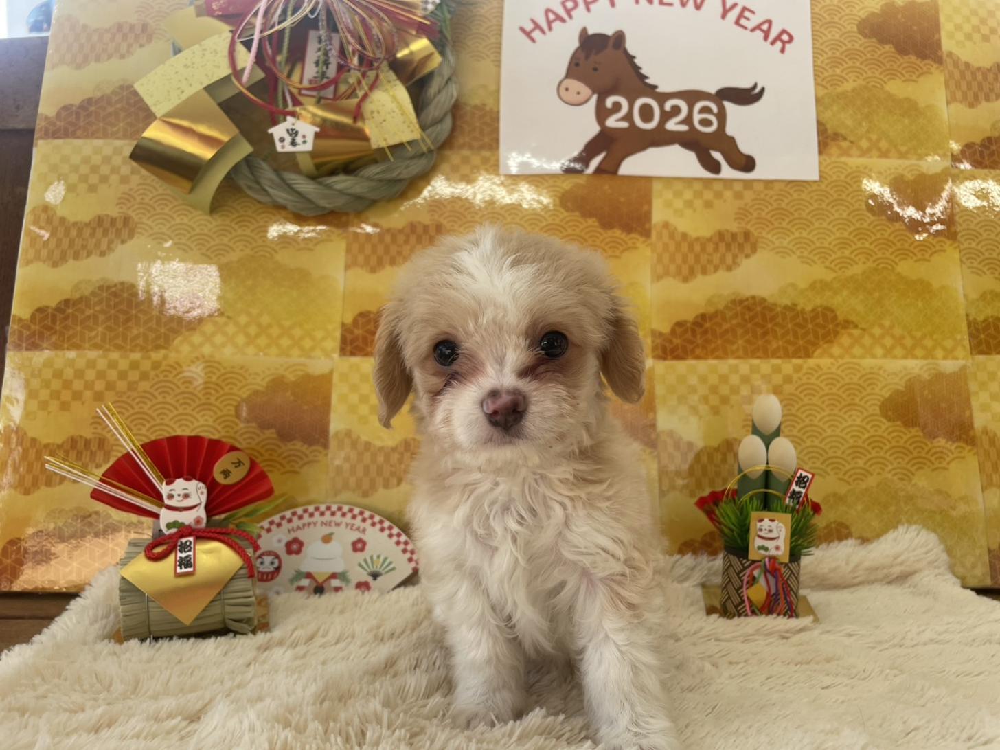 佐賀県のチワプー/プーチー(チワワ×プードル) (スタードッグス新鳥栖店/2025年10月25日生まれ/男の子/クリームホワイト)の子犬の1枚目の画像