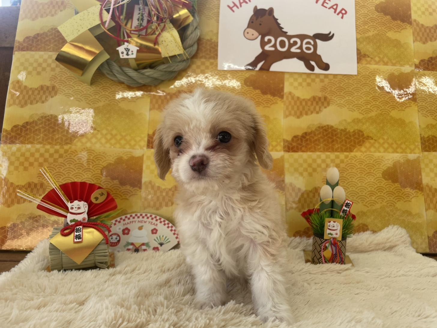 佐賀県のチワプー/プーチー(チワワ×プードル) (スタードッグス新鳥栖店/2025年10月25日生まれ/男の子/クリームホワイト)の子犬の2枚目の画像