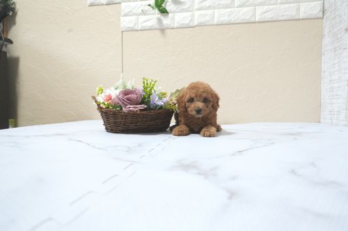 滋賀県のトイプードル(タイニー) (いっぷく湖南店/2025年11月10日生まれ/女の子/レッドフォーン)の子犬の1枚目の画像