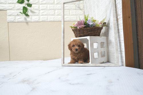 滋賀県のトイプードル(タイニー) (いっぷく湖南店/2025年11月10日生まれ/女の子/レッドフォーン)の子犬の2枚目の画像