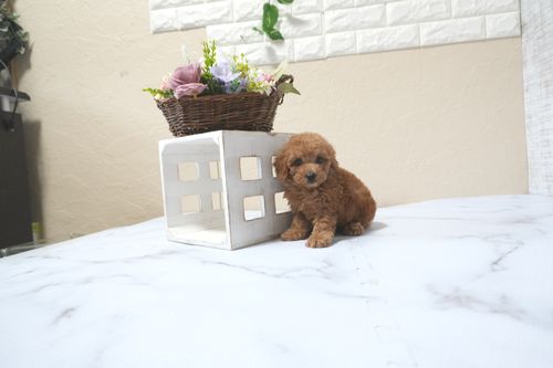 滋賀県のトイプードル(タイニー) (いっぷく湖南店/2025年11月10日生まれ/女の子/レッドフォーン)の子犬の3枚目の画像