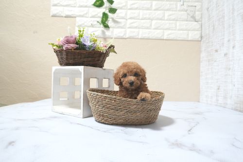 滋賀県のトイプードル(タイニー) (いっぷく湖南店/2025年11月10日生まれ/女の子/レッドフォーン)の子犬の4枚目の画像