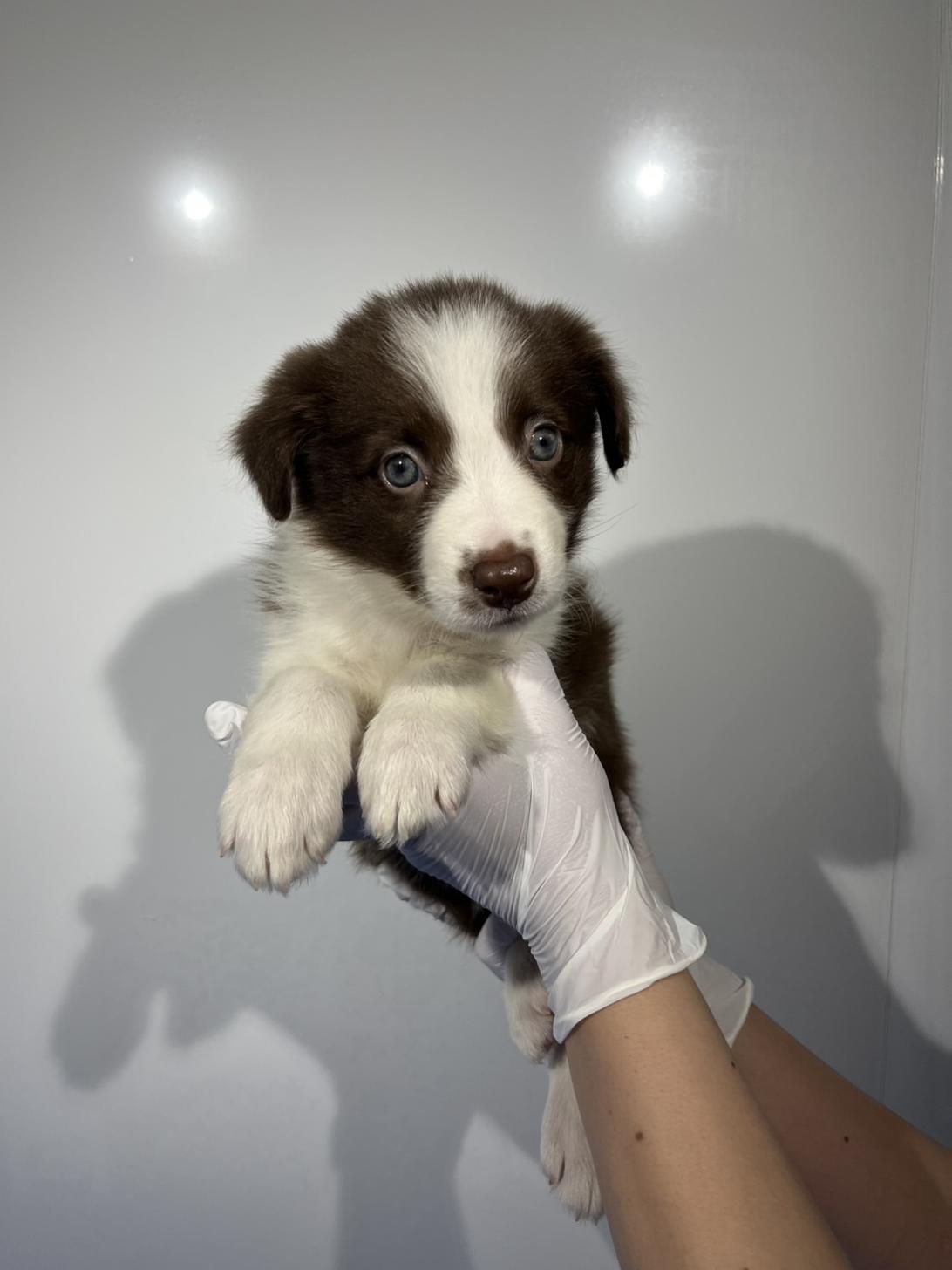 埼玉県のボーダーコリー (ペッツスマイル南中野店/2026年2月13日生まれ/女の子/チョコレートホワイト)の子犬の1枚目の画像