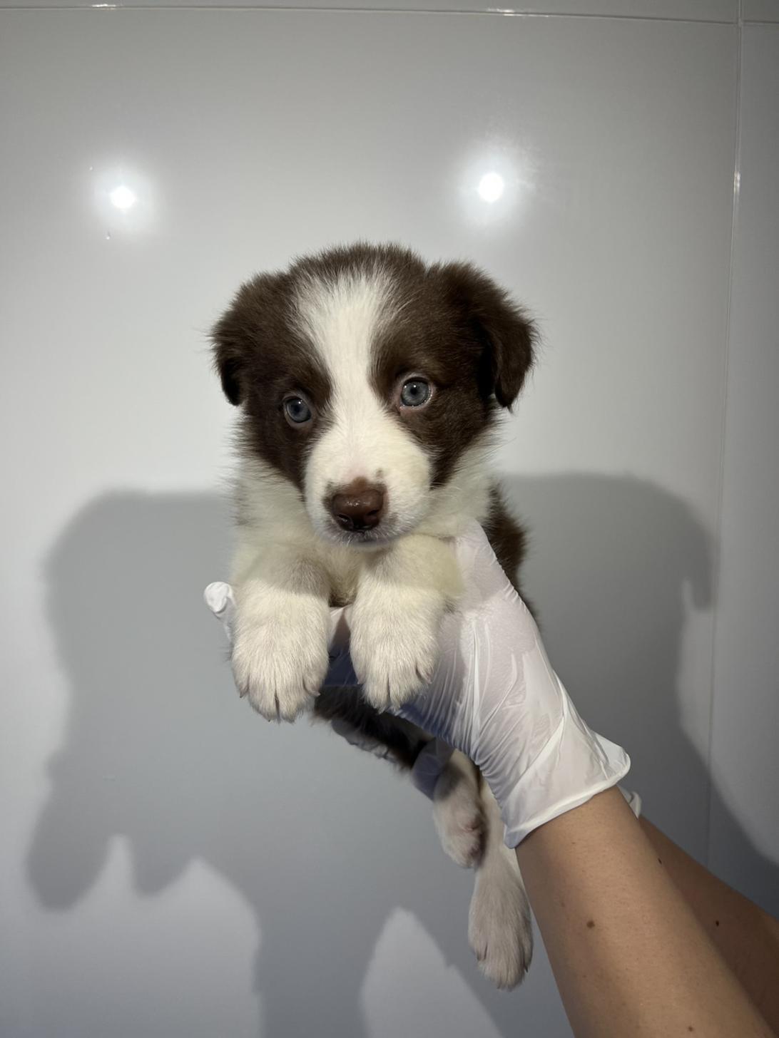 埼玉県のボーダーコリー (ペッツスマイル南中野店/2026年2月13日生まれ/女の子/チョコレートホワイト)の子犬の2枚目の画像