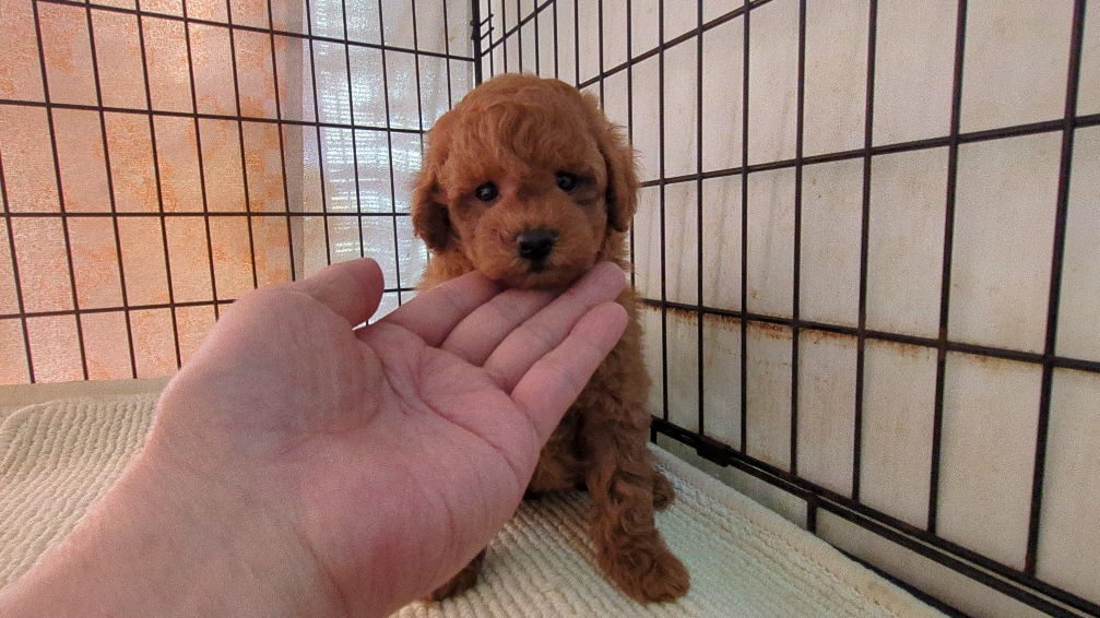 茨城県のトイプードル(トイ) (ペットショップスズキ/2026年2月2日生まれ/男の子/レッド)の子犬の1枚目の画像