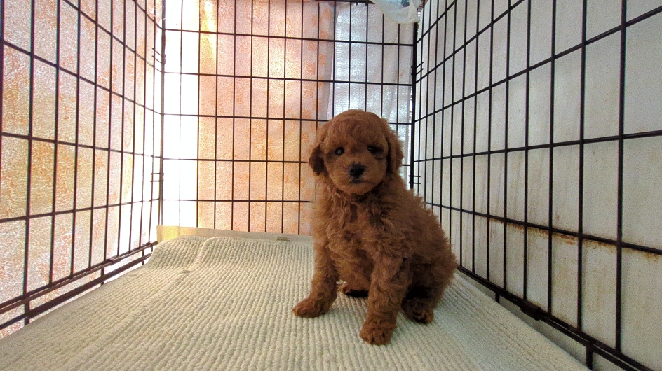 茨城県のトイプードル(トイ) (ペットショップスズキ/2026年2月2日生まれ/男の子/レッド)の子犬の2枚目の画像