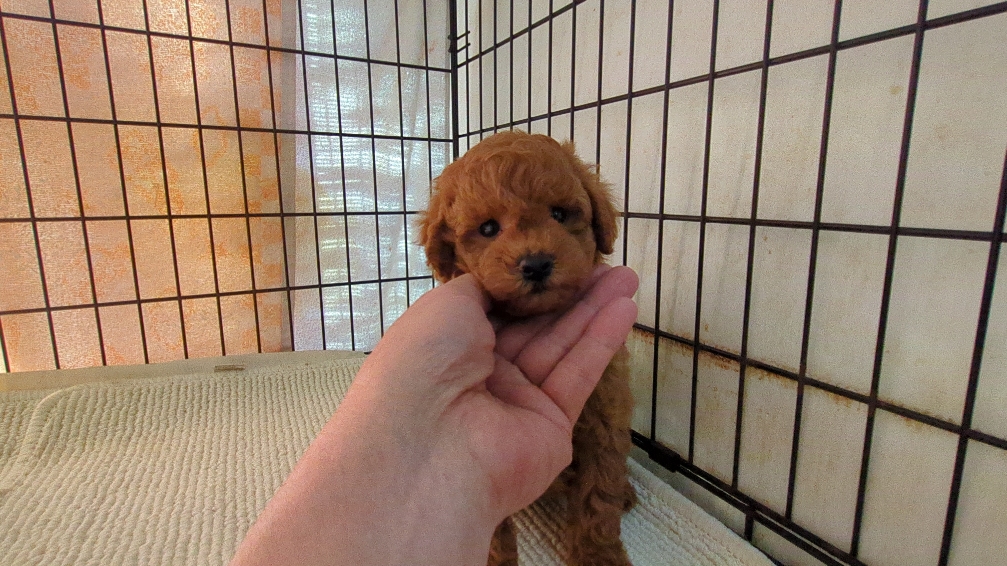 茨城県のトイプードル(トイ) (ペットショップスズキ/2026年2月2日生まれ/男の子/レッド)の子犬の3枚目の画像