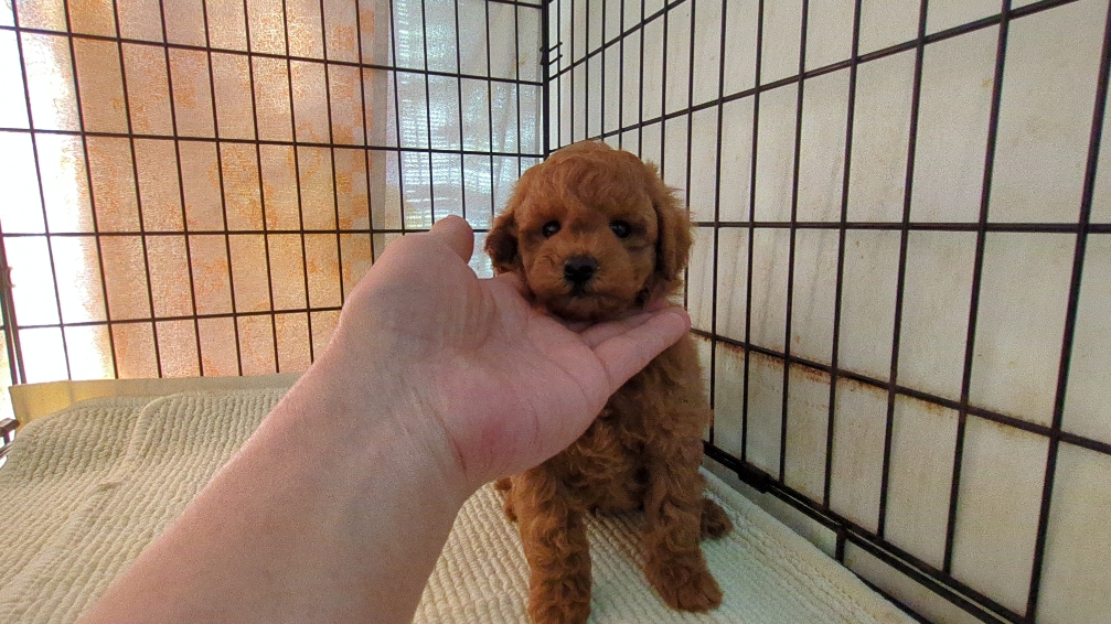 茨城県のトイプードル(トイ) (ペットショップスズキ/2026年2月2日生まれ/男の子/レッド)の子犬の4枚目の画像